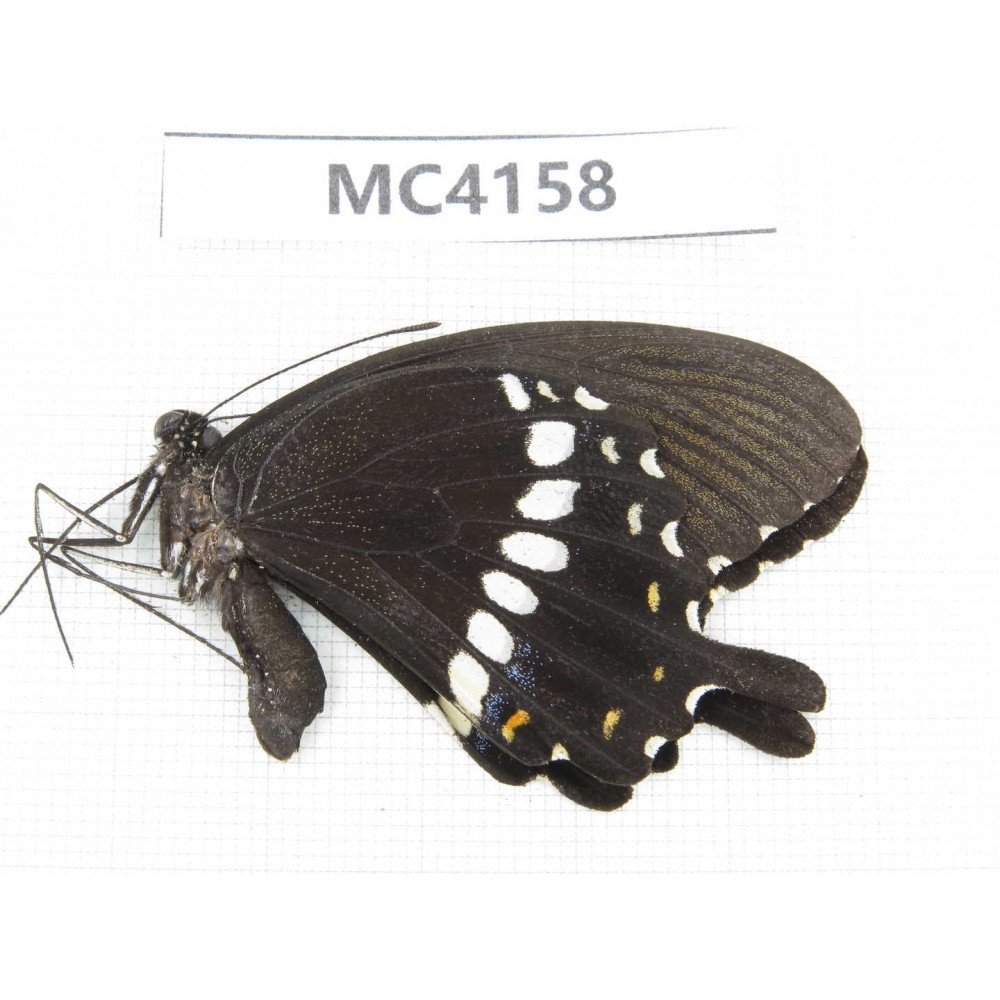 Papilio polytes ssp. China, Guangxi, Baise area, Mt.Cenwanglaoshan. 1M. MC4158.