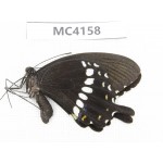 Papilio polytes ssp. China, Guangxi, Baise area, Mt.Cenwanglaoshan. 1M. MC4158.