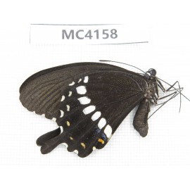 Papilio polytes ssp. China, Guangxi, Baise area, Mt.Cenwanglaoshan. 1M. MC4158.