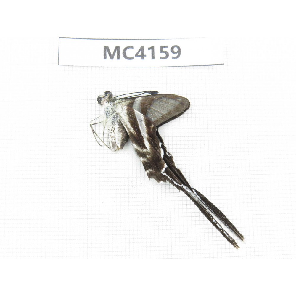Lamproptera curius ssp. China, Guangxi, Baise, Mt.Cenwanglaoshan. 1M. MC4159.