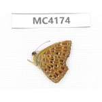 Zemeros flegyas. China, Hainan Island, Changjiang county. 1M. MC4174.