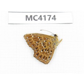 Zemeros flegyas. China, Hainan Island, Changjiang county. 1M. MC4174.