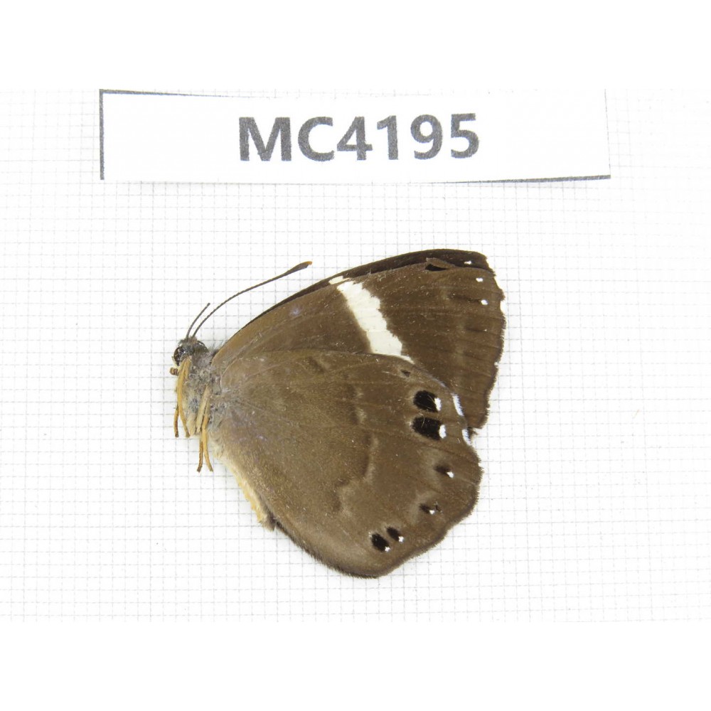 Abisara fylloides. China, Guizhou, Qiandongnan, Mt.Leigongshan. 1M. MC4195.