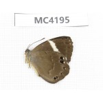 Abisara fylloides. China, Guizhou, Qiandongnan, Mt.Leigongshan. 1M. MC4195.
