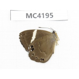 Abisara fylloides. China, Guizhou, Qiandongnan, Mt.Leigongshan. 1M. MC4195.