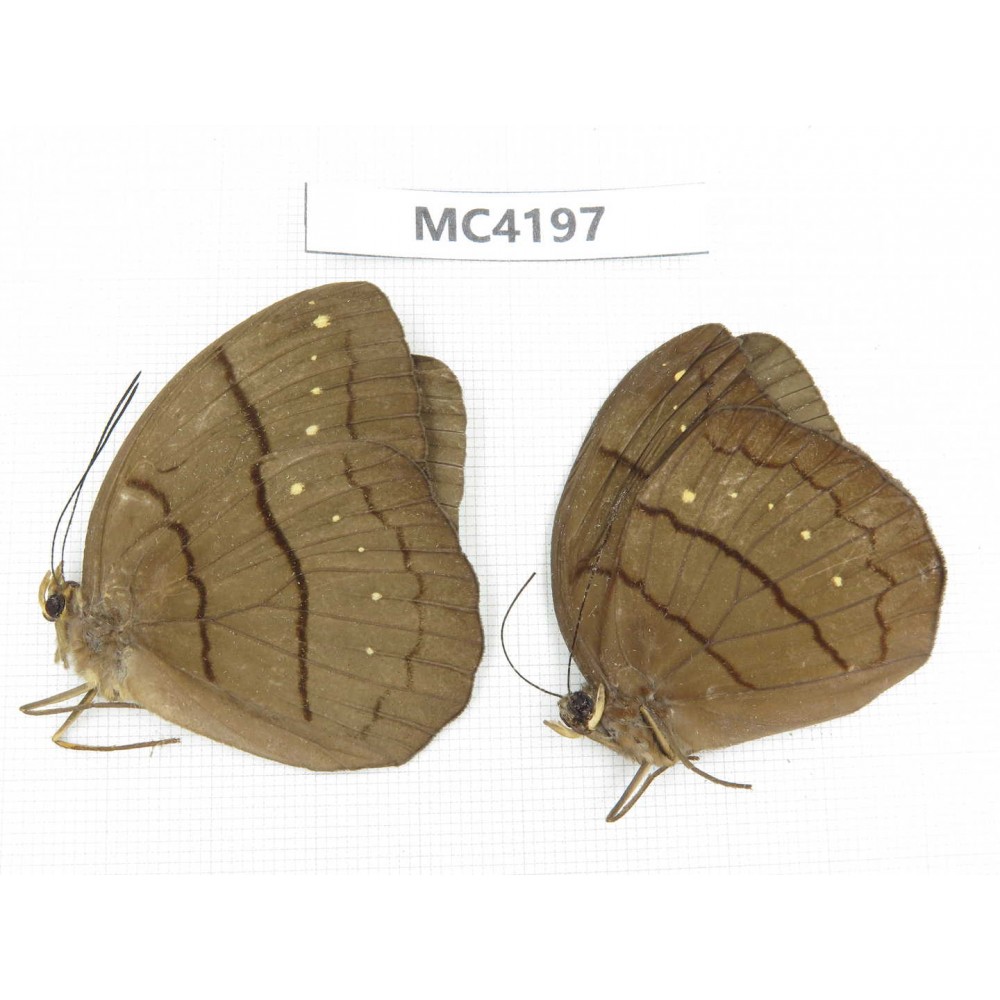 Faunis aerope. China, SE of Guizhou, Mt.Leigongshan. 2M. MC4197.