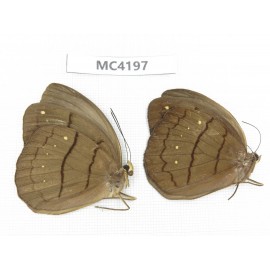 Faunis aerope. China, SE of Guizhou, Mt.Leigongshan. 2M. MC4197.