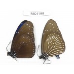 Euploea mulciber. China, SE of Guizhou, Mt.Leigongshan. 1P. MC4198.