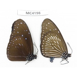 Euploea mulciber. China, SE of Guizhou, Mt.Leigongshan. 1P. MC4198.
