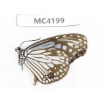 Parantica aglea. China, SE of Guizhou, Mt.Leigongshan. 1M. MC4199.