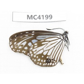 Parantica aglea. China, SE of Guizhou, Mt.Leigongshan. 1M. MC4199.