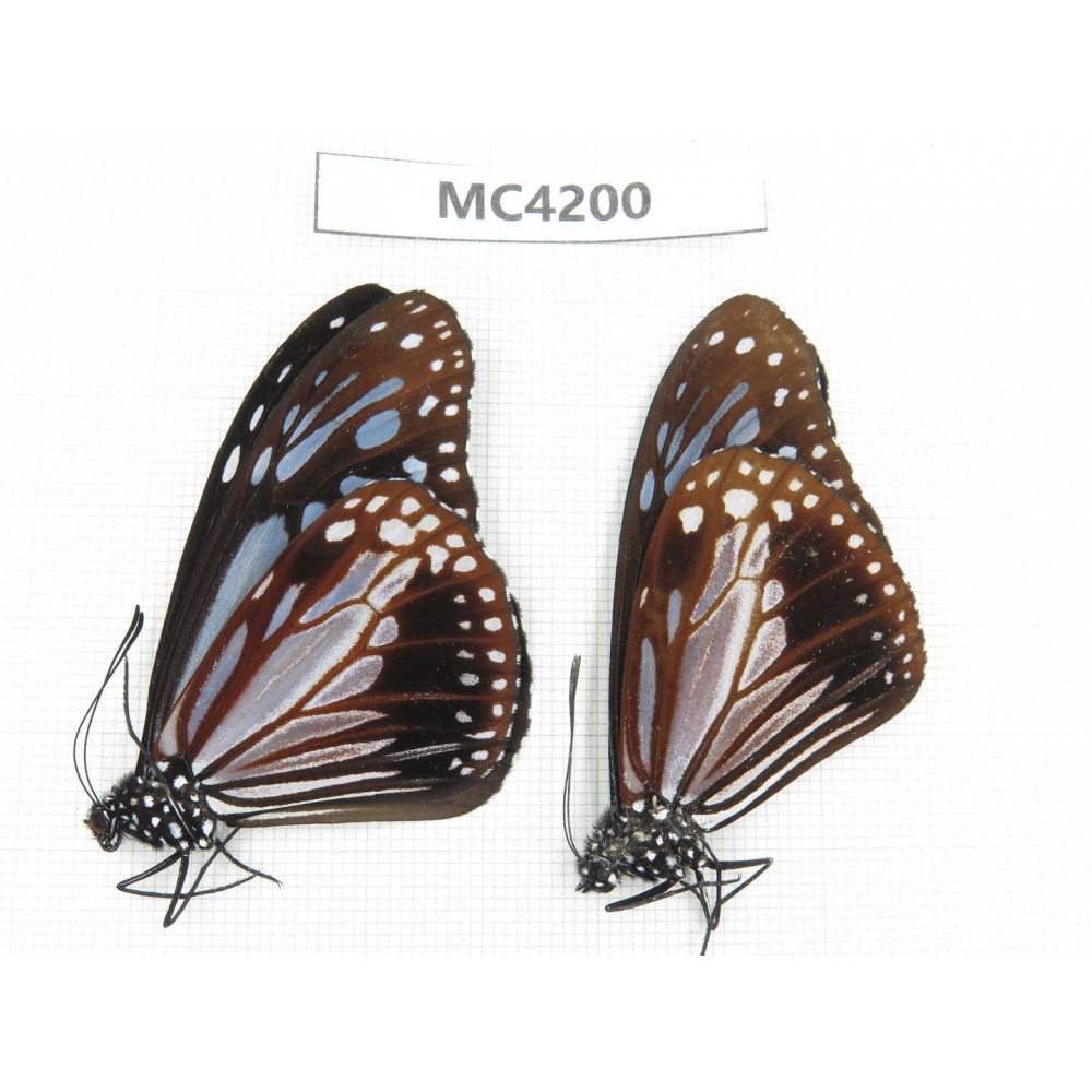 Parantica swinhoei. China, SE of Guizhou, Mt.Leigongshan. 2M. MC4200.
