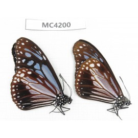 Parantica swinhoei. China, SE of Guizhou, Mt.Leigongshan. 2M. MC4200.