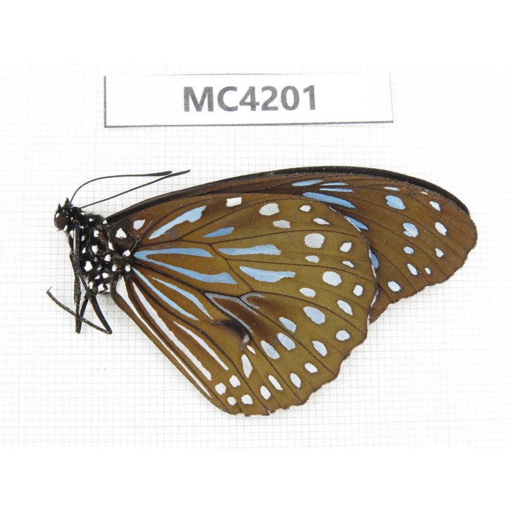Tirumala sp. China, SE of Guizhou, Mt.Leigongshan. 1M. MC4201.