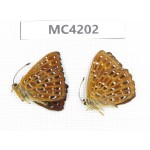 Zemeros flegyas. China, Guizhou, Qiandongnan, Mt.Leigongshan. 2M. MC4202.