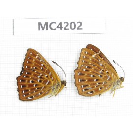 Zemeros flegyas. China, Guizhou, Qiandongnan, Mt.Leigongshan. 2M. MC4202.