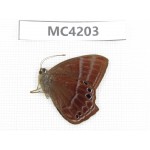 Abisara echerius. China, Guizhou, Qiandongnan, Mt.Leigongshan. 1M. MC4203.