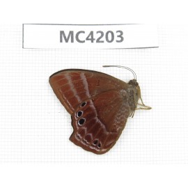 Abisara echerius. China, Guizhou, Qiandongnan, Mt.Leigongshan. 1M. MC4203.