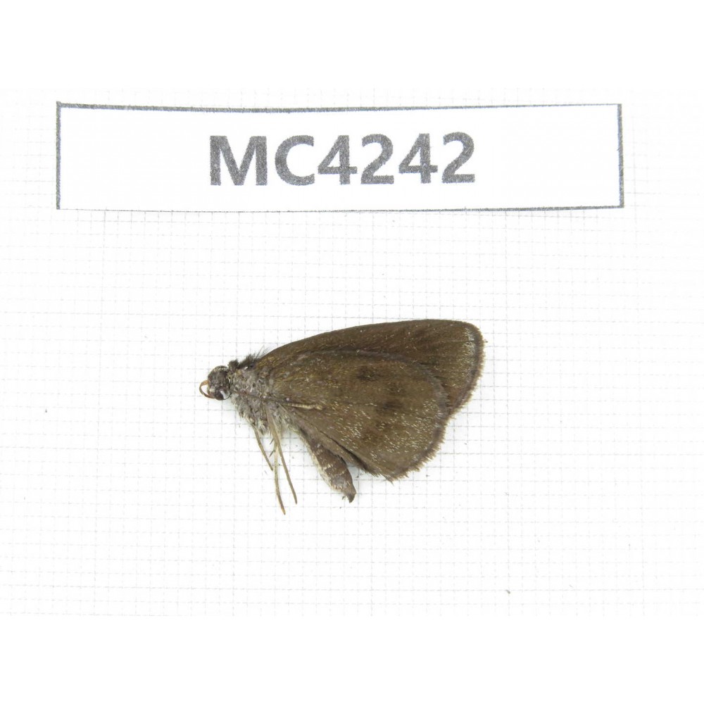 Erynnis pelias. China, SE of Guizhou, Mt.Leigongshan. 1M. MC4242.