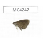 Erynnis pelias. China, SE of Guizhou, Mt.Leigongshan. 1M. MC4242.