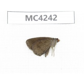 Erynnis pelias. China, SE of Guizhou, Mt.Leigongshan. 1M. MC4242.