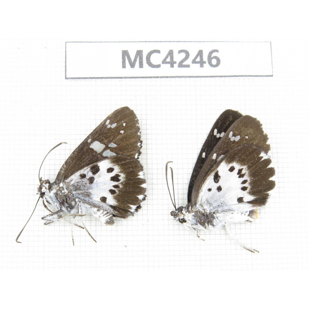 Daimio rethys. China, SE of Guizhou, Mt.Leigongshan. 2M. MC4246.