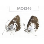 Daimio rethys. China, SE of Guizhou, Mt.Leigongshan. 2M. MC4246.