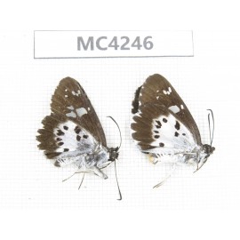 Daimio rethys. China, SE of Guizhou, Mt.Leigongshan. 2M. MC4246.