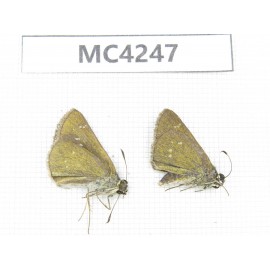 Polytremis sp. China, SE of Guizhou, Mt.Leigongshan. 2M. MC4247.