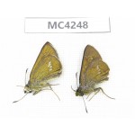 Polytremis sp. China, SE of Guizhou, Mt.Leigongshan. 2M. MC4248.