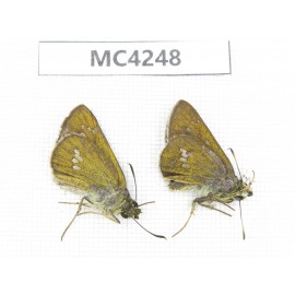 Polytremis sp. China, SE of Guizhou, Mt.Leigongshan. 2M. MC4248.