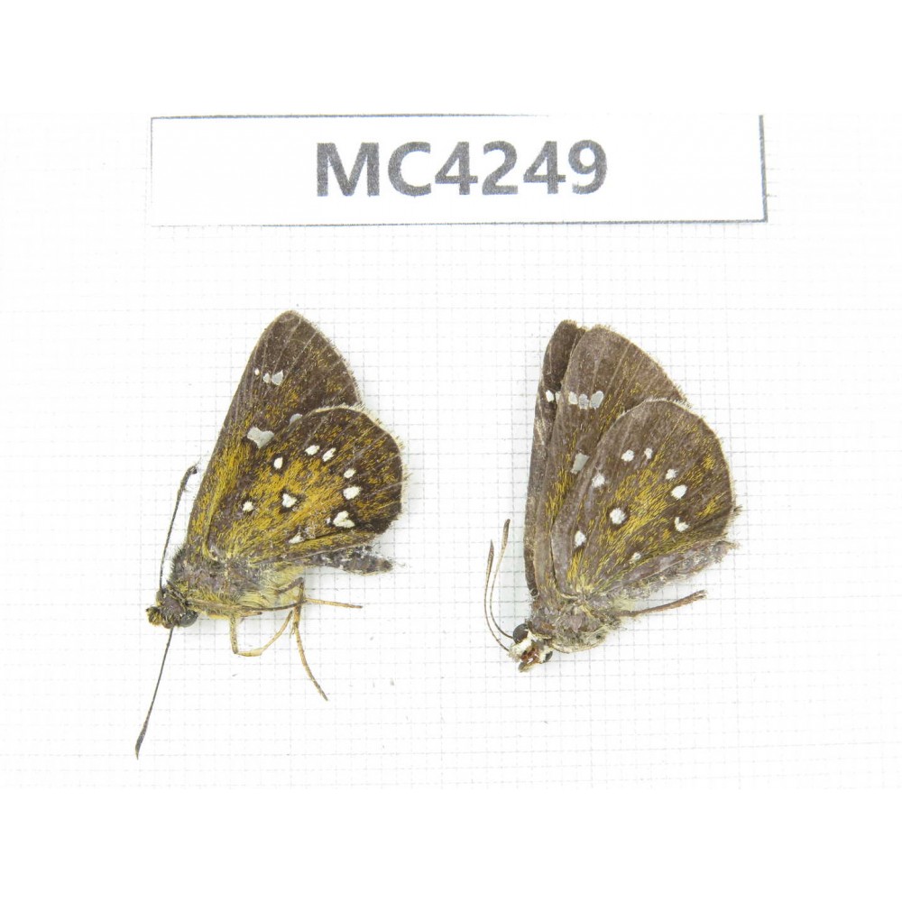 Isoteinon lamprospilus. China, SE of Guizhou, Mt.Leigongshan. 2M. MC4249.