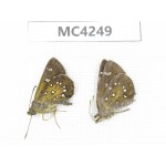 Isoteinon lamprospilus. China, SE of Guizhou, Mt.Leigongshan. 2M. MC4249.