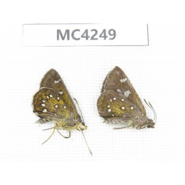 Isoteinon lamprospilus. China, SE of Guizhou, Mt.Leigongshan. 2M. MC4249.