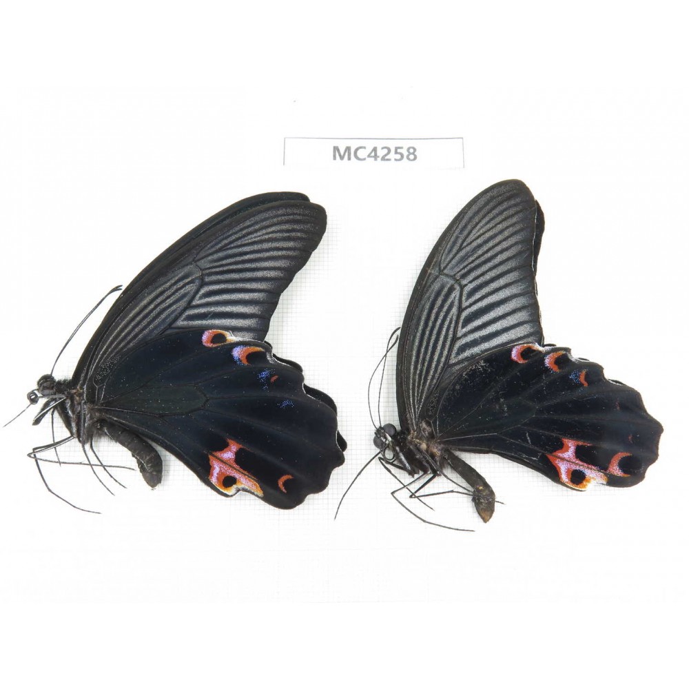 Papilio protenor ssp. China, Guizhou, Qiandongnan area, Rongjiang county. 2M. MC4258.
