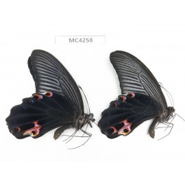 Papilio protenor ssp. China, Guizhou, Qiandongnan area, Rongjiang county. 2M. MC4258.