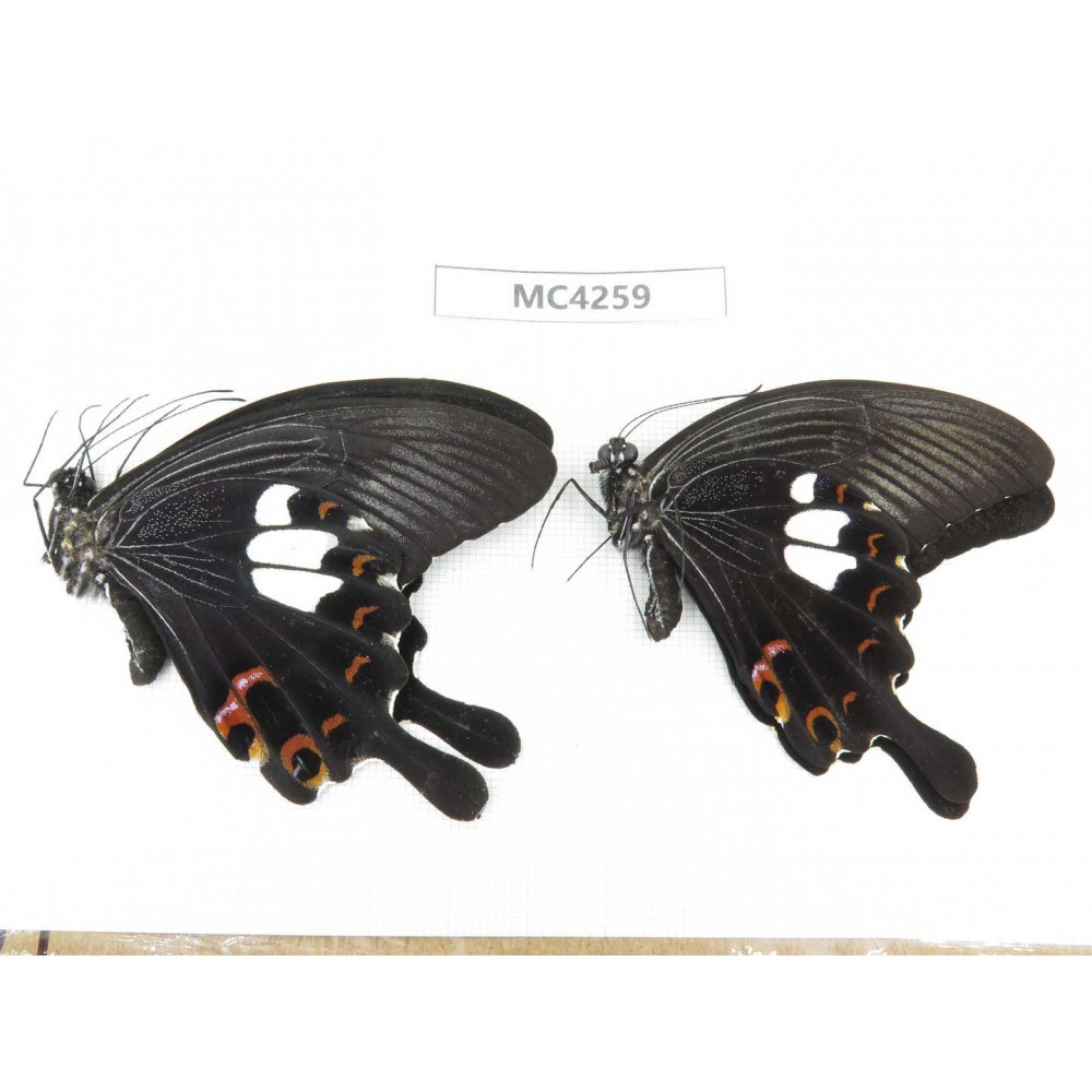 Papilio helenus ssp. China, Guizhou, Qiandongnan area, Rongjiang county. 2M. MC4259.