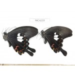 Papilio helenus ssp. China, Guizhou, Qiandongnan area, Rongjiang county. 2M. MC4259.