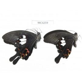 Papilio helenus ssp. China, Guizhou, Qiandongnan area, Rongjiang county. 2M. MC4259.