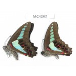 Graphium sarpedon ssp. China, Guizhou, Qiandongnan, Rongjiang county. 2M. MC4262.