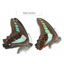 Graphium sarpedon ssp. China, Guizhou, Qiandongnan, Rongjiang county. 2M. MC4262.
