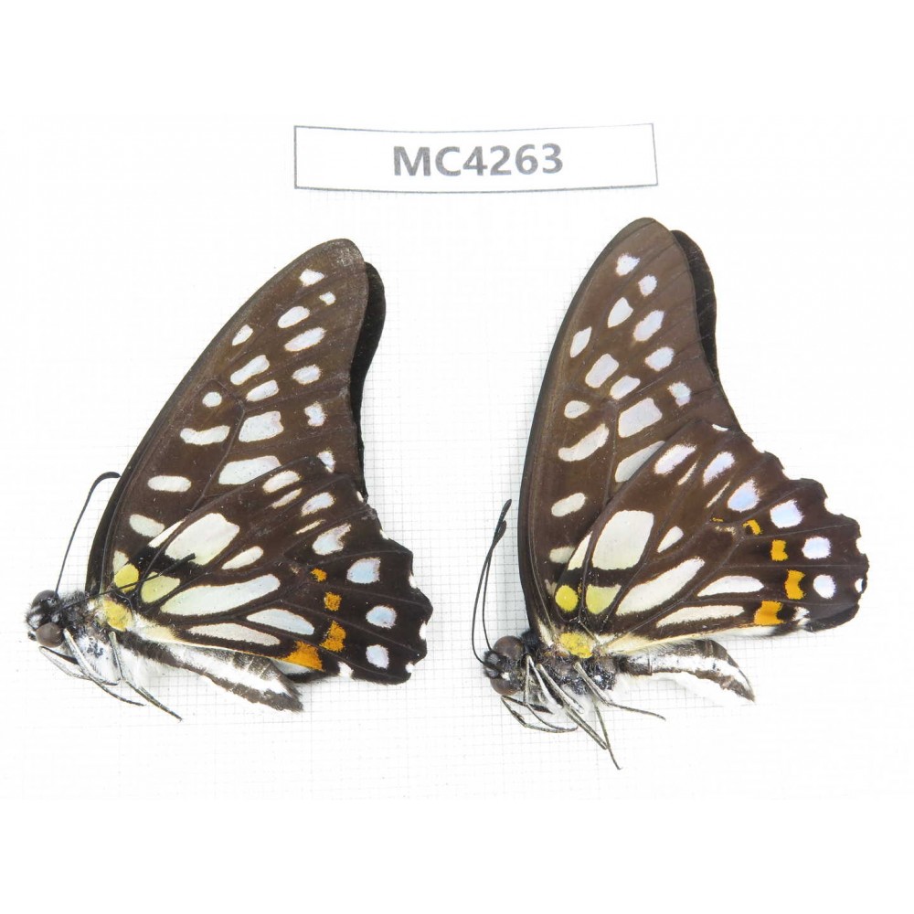 Graphium chironides ssp. China, Guizhou, Qiandongnan, Rongjiang county. 2M. MC4263.