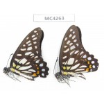 Graphium chironides ssp. China, Guizhou, Qiandongnan, Rongjiang county. 2M. MC4263.