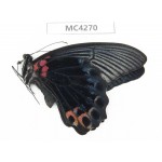 Papilio memnon ssp. China, Guangxi, Chongzuo, Daxin county. 1M. MC4270.