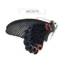 Papilio memnon ssp. China, Guangxi, Chongzuo, Daxin county. 1M. MC4270.