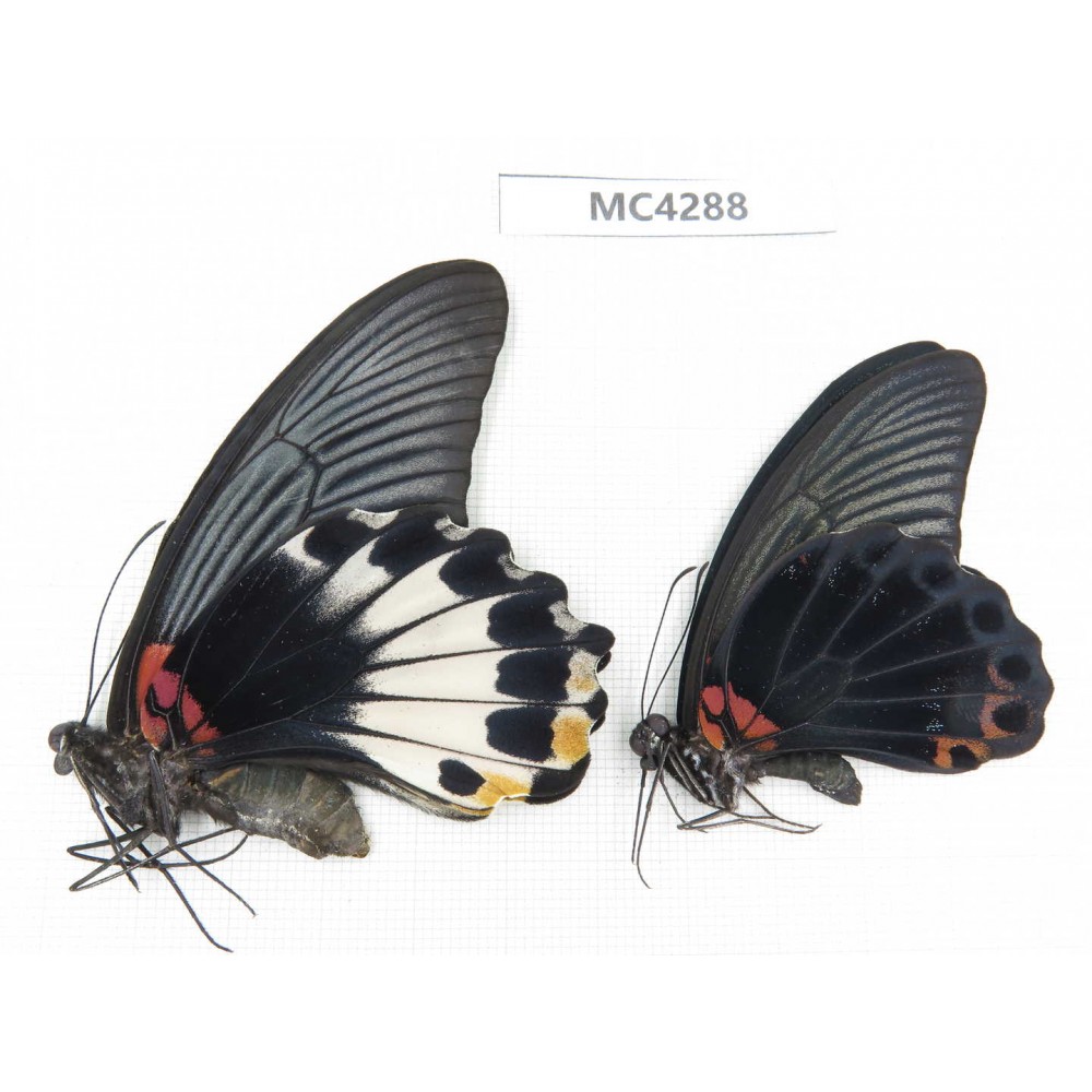 Papilio memnon ssp. China, Hainan Island, Mt.Jianfengling.1P. MC4288.