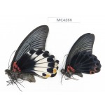 Papilio memnon ssp. China, Hainan Island, Mt.Jianfengling.1P. MC4288.