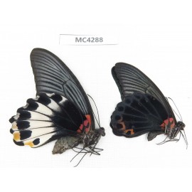 Papilio memnon ssp. China, Hainan Island, Mt.Jianfengling.1P. MC4288.