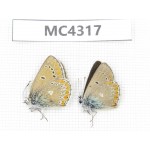 Eumedonia eumedon. China, Qinghai, Haibei, Menyuan, Xianmi. 1P. MC4317.