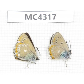 Eumedonia eumedon. China, Qinghai, Haibei, Menyuan, Xianmi. 1P. MC4317.